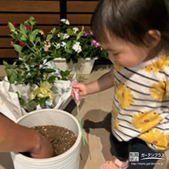 ブルーベリー植樹の様子②