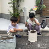 ミモザ植樹の様子