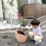 ジューンベリー植樹の様子