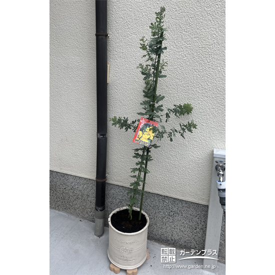 記念樹のミモザ