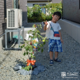 ジューンベリー植樹の様子①