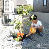 ジューンベリー植樹の様子②