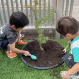 もみじ植樹の様子②