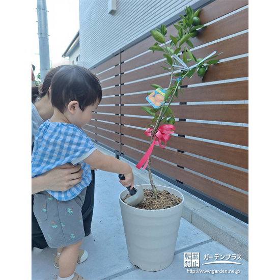 温州ミカン植樹の様子②