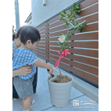 温州ミカン植樹の様子②