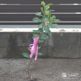 記念樹のレモン