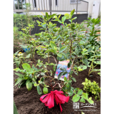 記念樹のブルーべリー