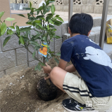 温州ミカン植樹の様子