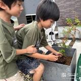 シマトネリコ植樹の様子①