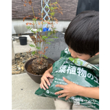 シマトネリコ植樹の様子③