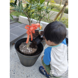 温州ミカン植樹の様子
