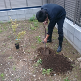 静岡県沼津市もみじ（カエデ）の植樹風景