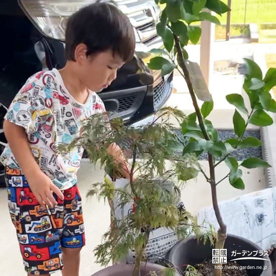 記念樹植樹の様子