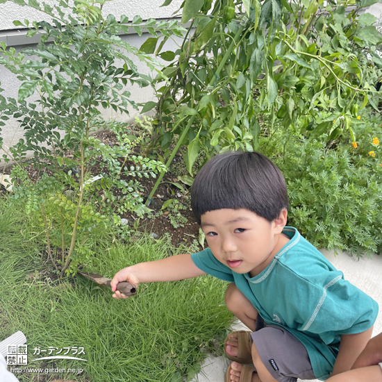 記念樹植樹の様子