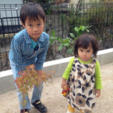 広島県東広島市もみじ（カエデ）とレモンの植樹風景
