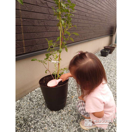 ブルーベリー植樹の様子