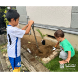 ソテツ植樹の様子①