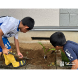 ソテツ植樹の様子③