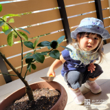 記念樹のキンカン植樹の様子