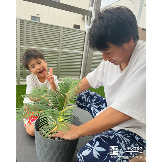 記念樹ソテツの植樹の様子