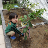 千葉県市原市レモンの植樹風景