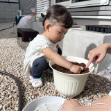 記念樹植樹の準備