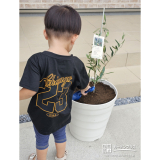 オリーブ植樹の様子