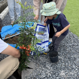 シマトネリコ植樹の様子