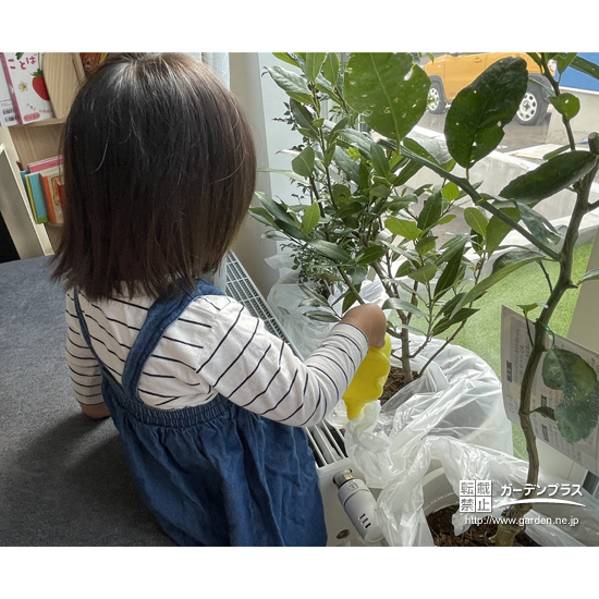 記念樹植樹の様子