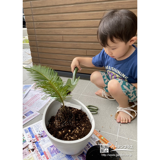 記念樹のソテツ植樹の様子