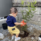 記念樹のシマトネリコ植樹の様子