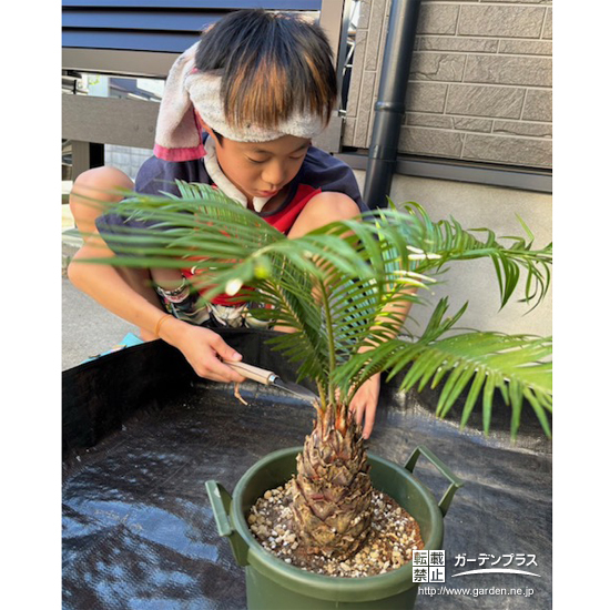 記念樹ソテツの植樹の様子