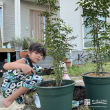 記念樹植樹の様子