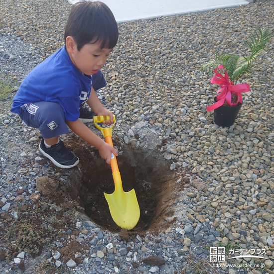 記念樹のソテツ植樹の様子