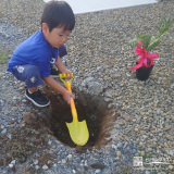記念樹のソテツ植樹の様子