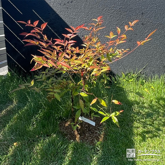 植樹された記念樹のナンテン