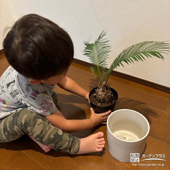 記念樹ソテツの植樹の様子①