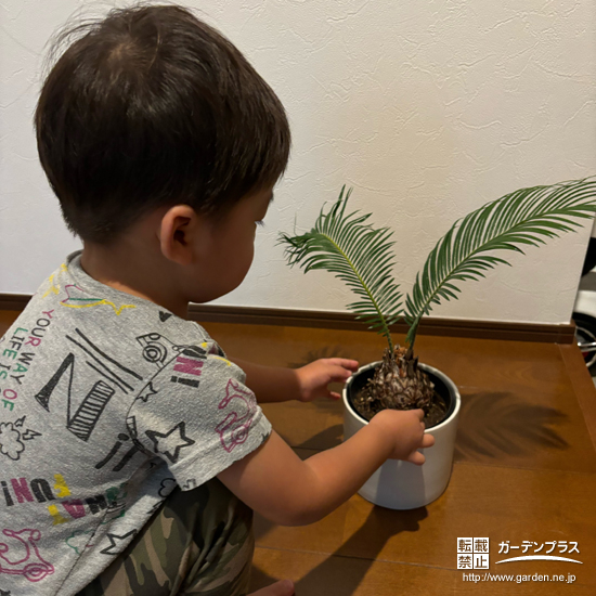 記念樹ソテツの植樹の様子②