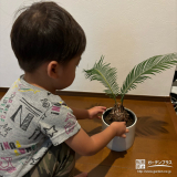 記念樹ソテツの植樹の様子②
