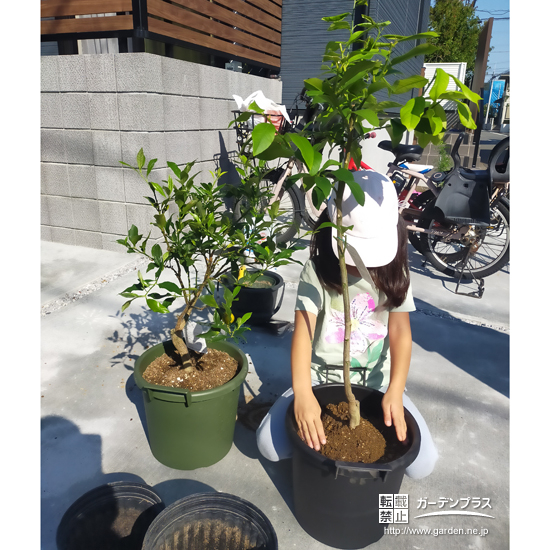 記念樹のレモン植樹の様子