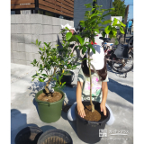 記念樹のレモン植樹の様子