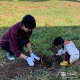 記念樹もみじ（カエデ）の植樹の様子②