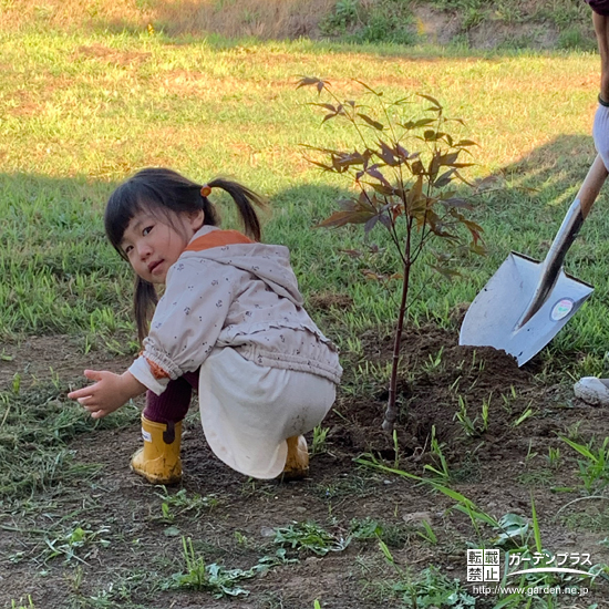 記念樹もみじ（カエデ）の植樹の様子③