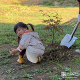 記念樹もみじ（カエデ）の植樹の様子③