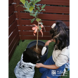 記念樹レモンの植樹の様子