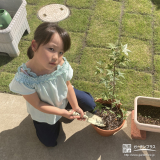 記念樹もみじ（カエデ）の植樹の様子