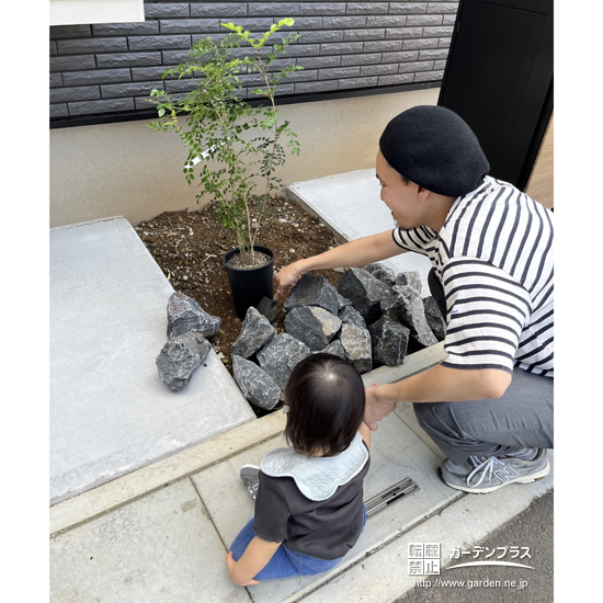 記念樹のシマトネリコ植樹の様子