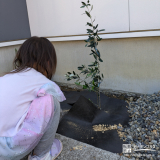 記念樹のオリーブを植樹する様子