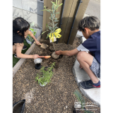 記念樹のオリーブ植樹の様子