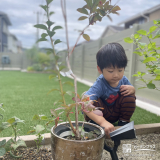 ブルーベリー植樹の様子